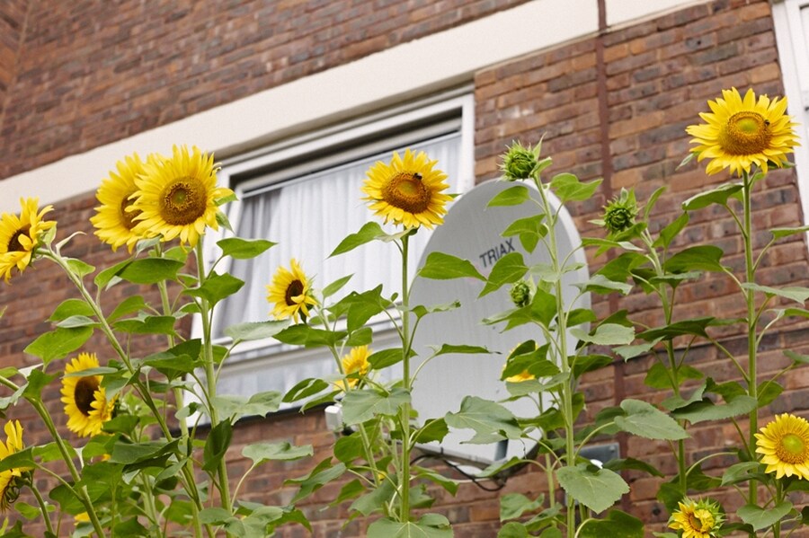 London in Bloom
