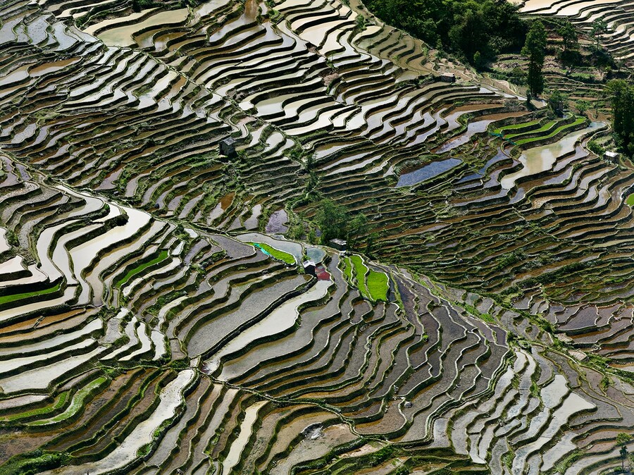 Rice Terraces, Western Yunnan Provin