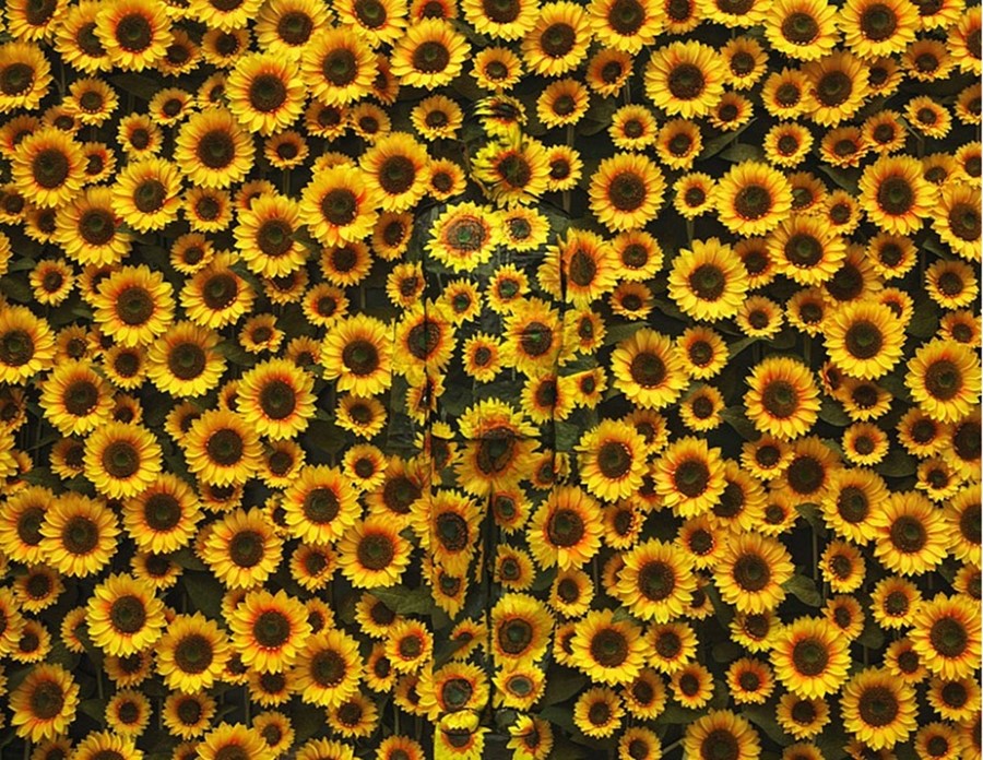 Liu Bolin, Hiding in the City - Sunflower, 2012