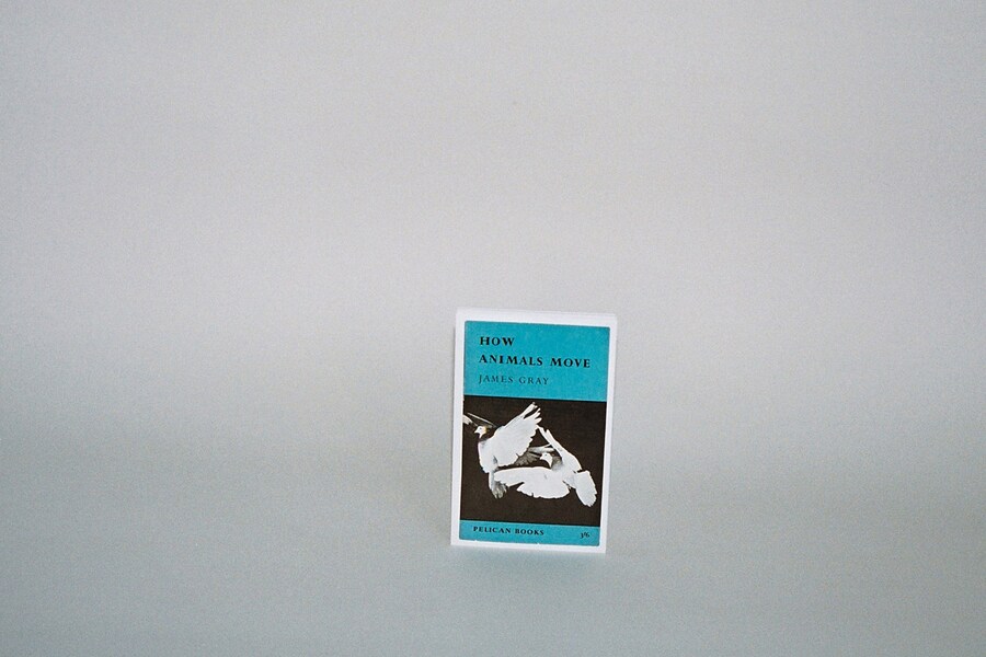 Postcards from Pelican