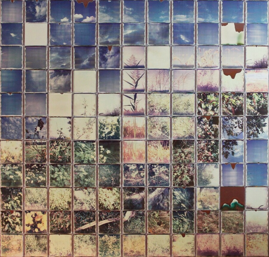 Grasses and Rushes 2