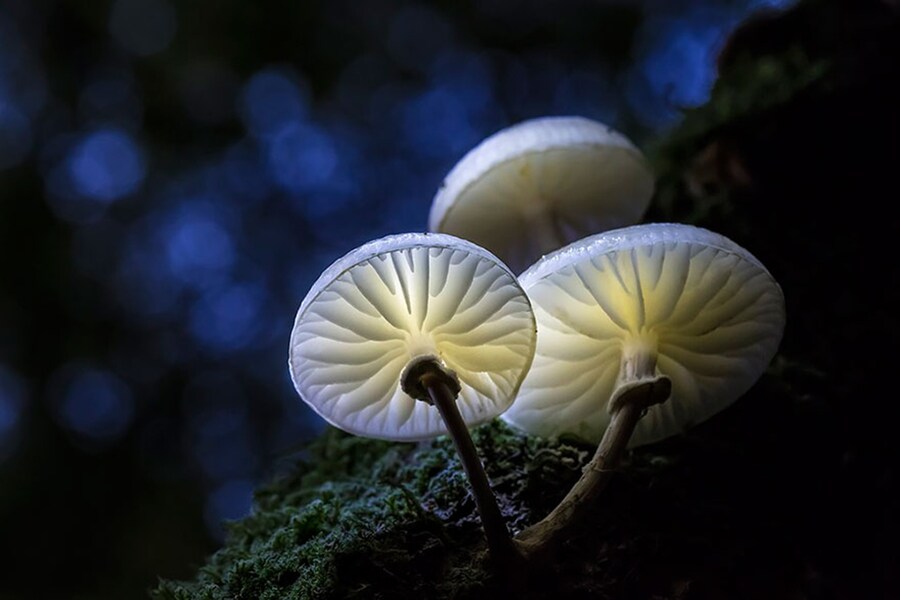 Porcelain Fungus mushroom