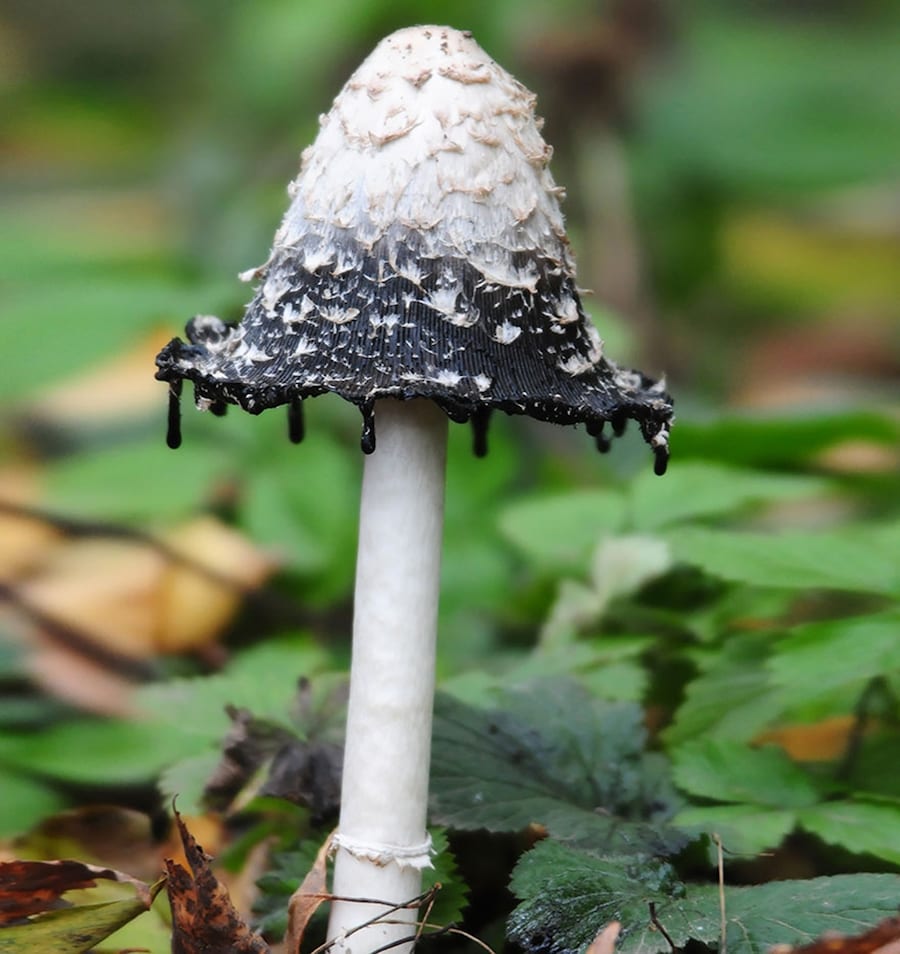 Coprinus Comatus mushroom