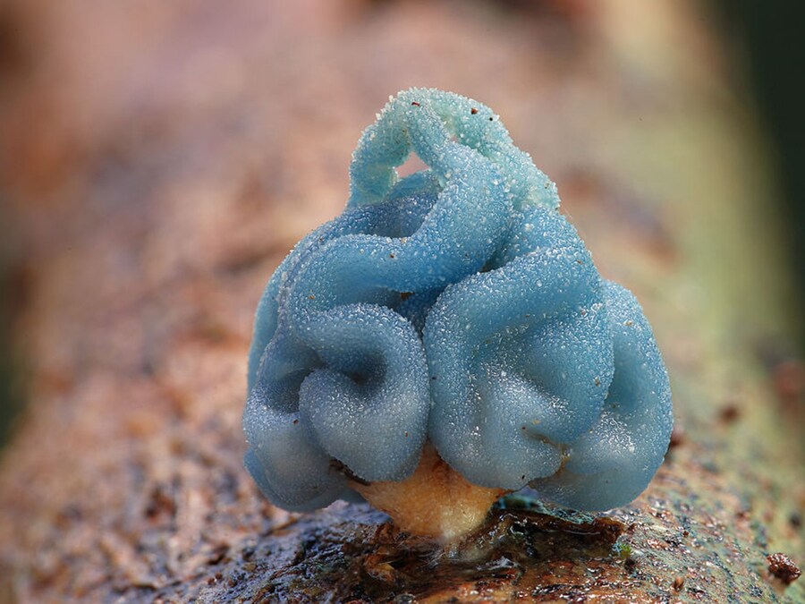 Leratiomyces mushroom