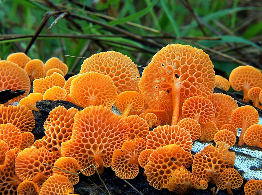 Favolaschia Calocera mushroom