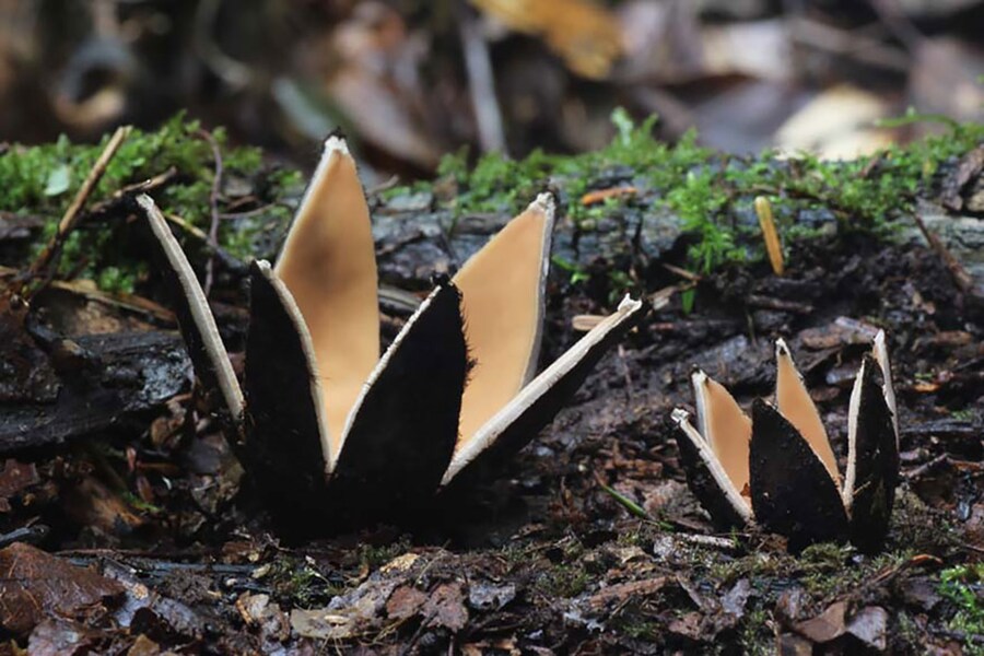 Chorioactis mushroom