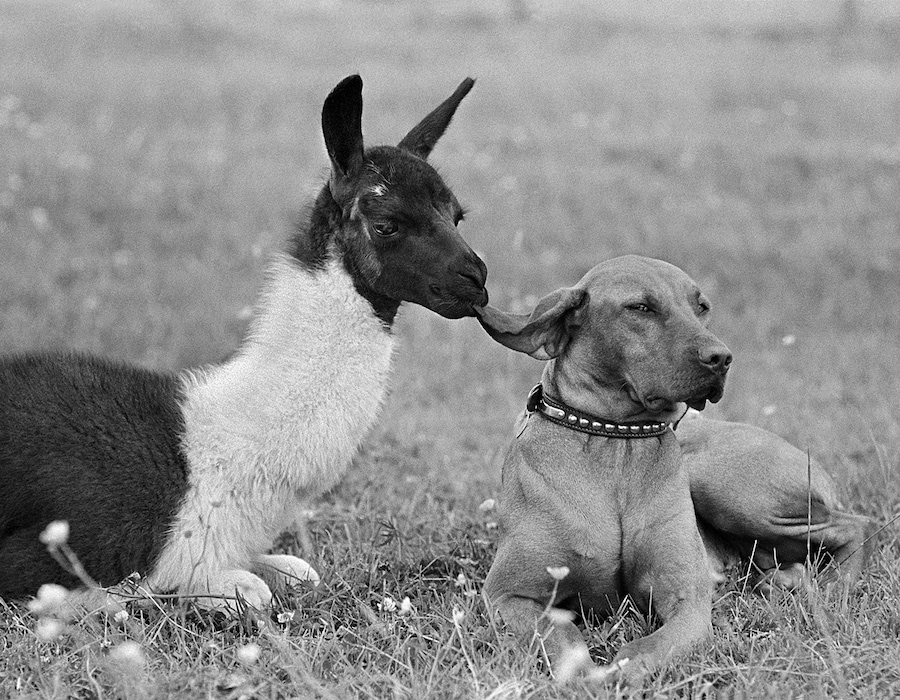 Ear Nibble, 1967