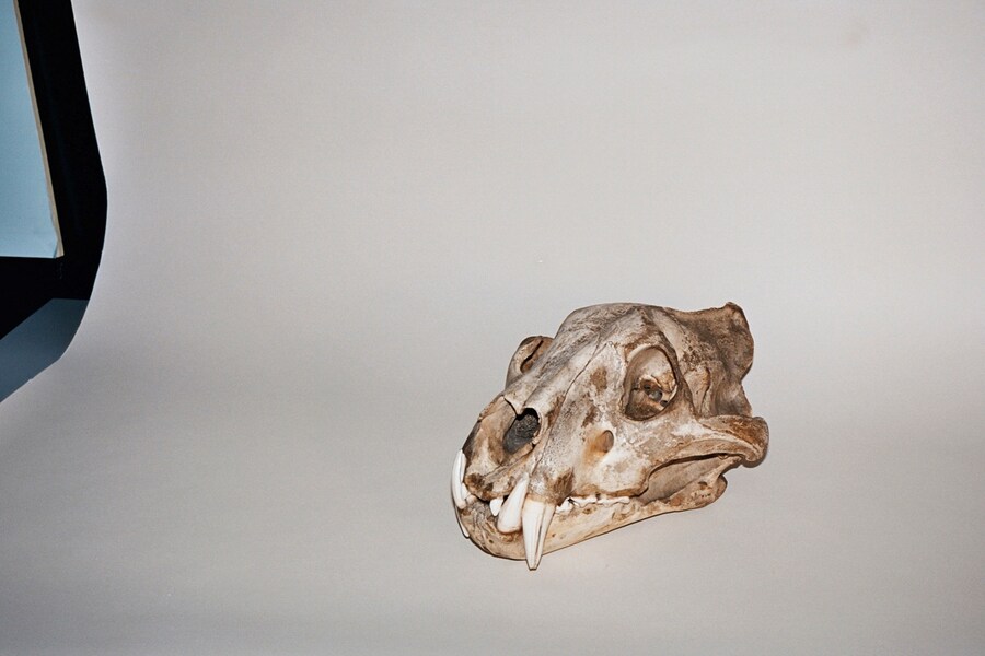 The Grant Museum of Zoology