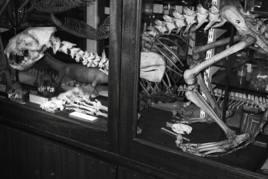 The Grant Museum of Zoology