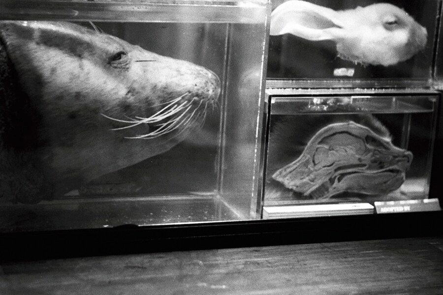 The Grant Museum of Zoology