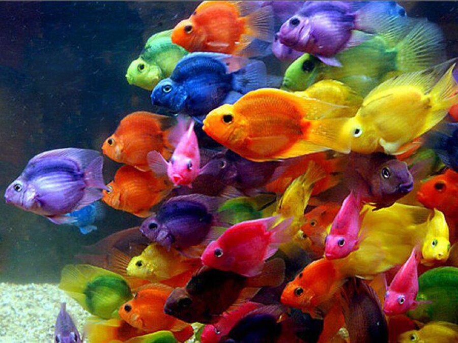 A rainbow shoal of fish