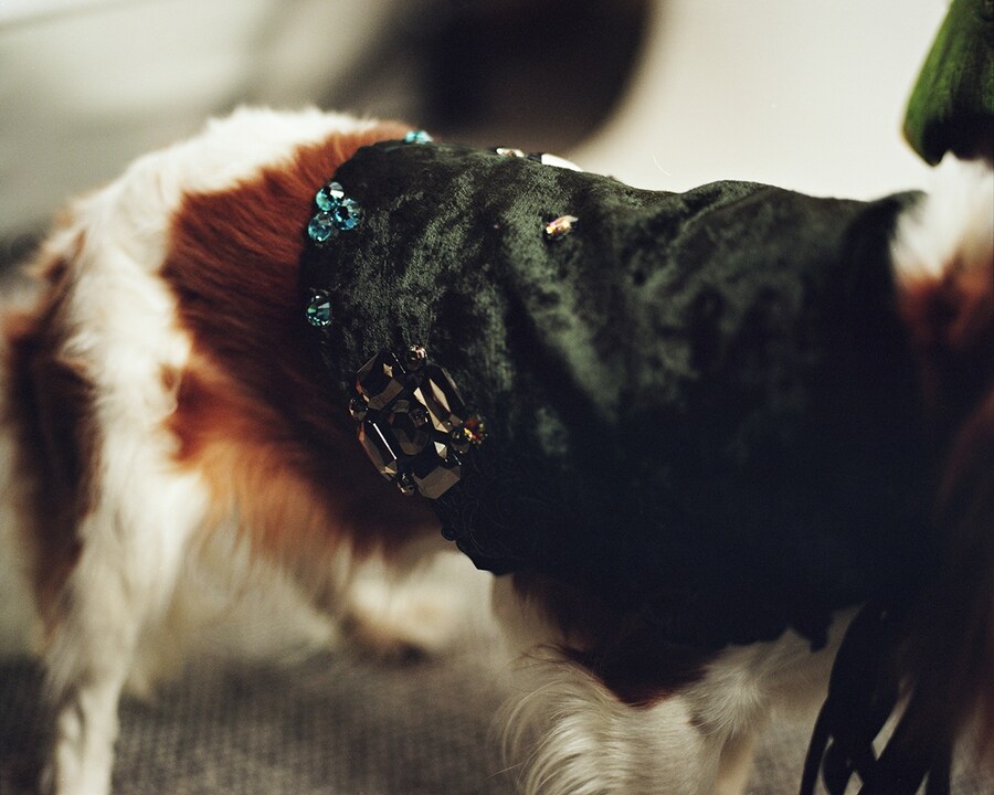 Phoebe, 2 years, Cavalier King Charles Spaniel