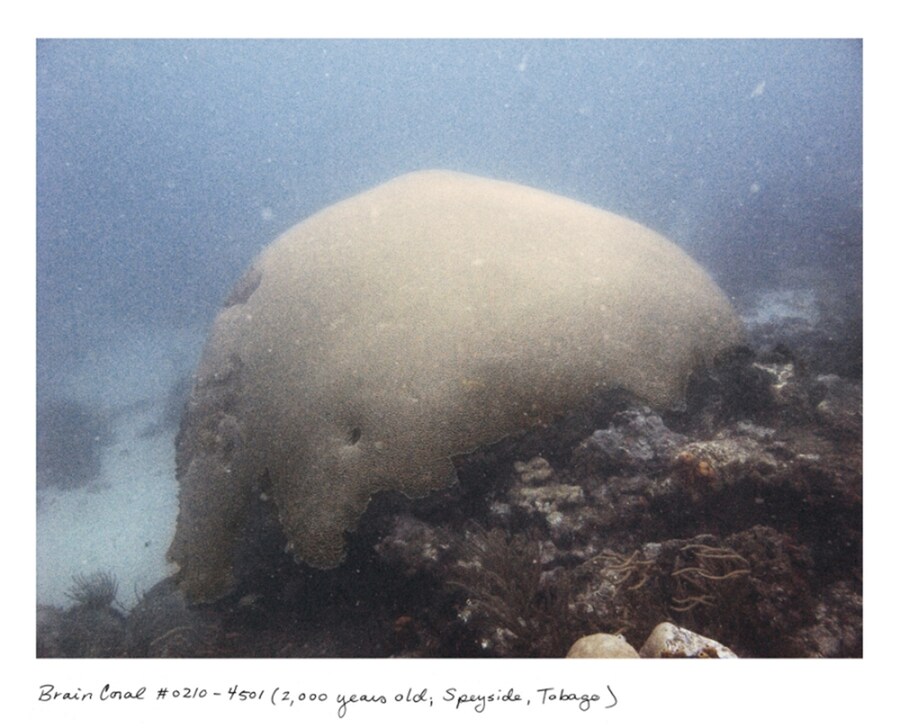 Brain Coral #0210-4501 (2,000 years old; Speyside, Tobago)