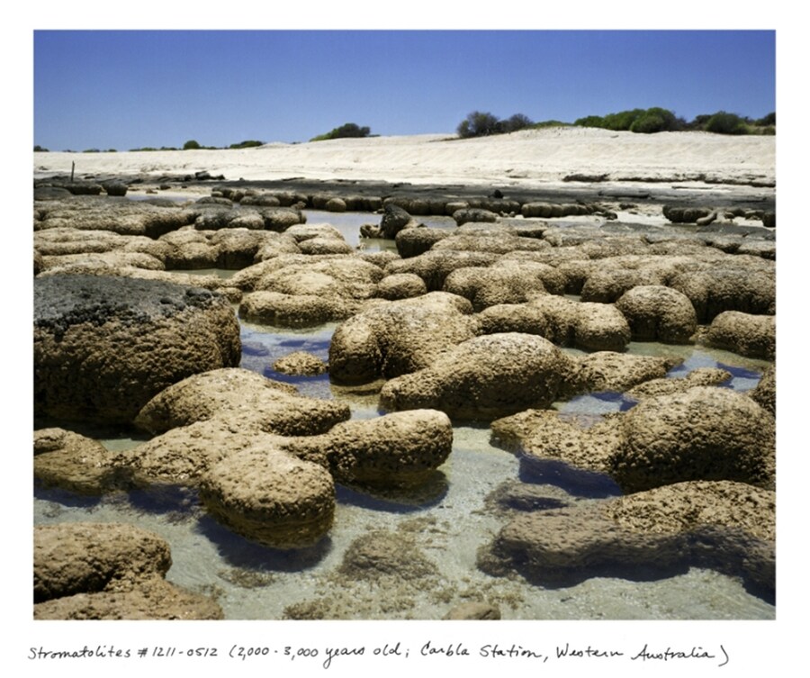 Stromatolites #1211-0512 (2,000-3,000 years old; Carbla Stat
