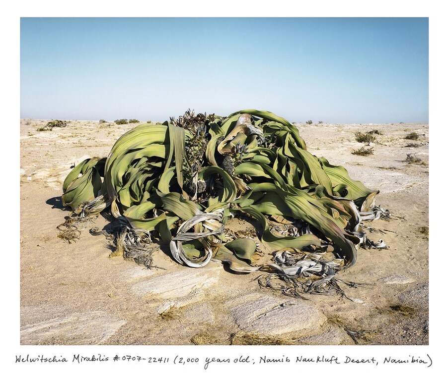 Welwitschia Mirabilis #0707-22411 (2,000 years old; Namib Na