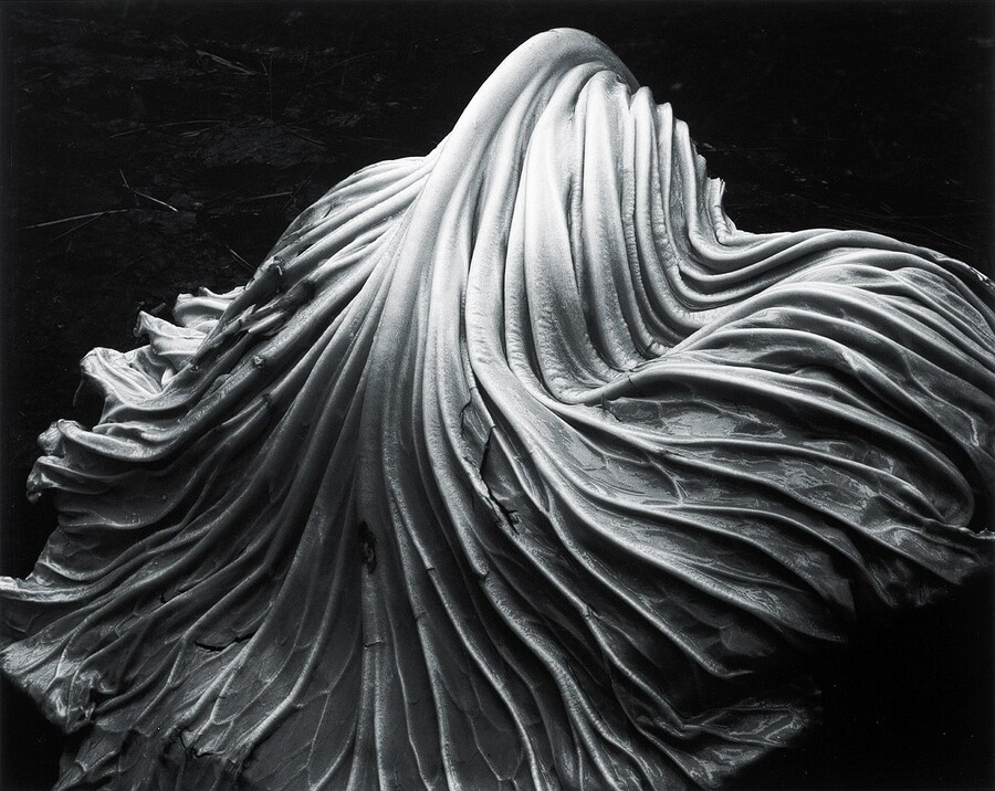 Cabbage