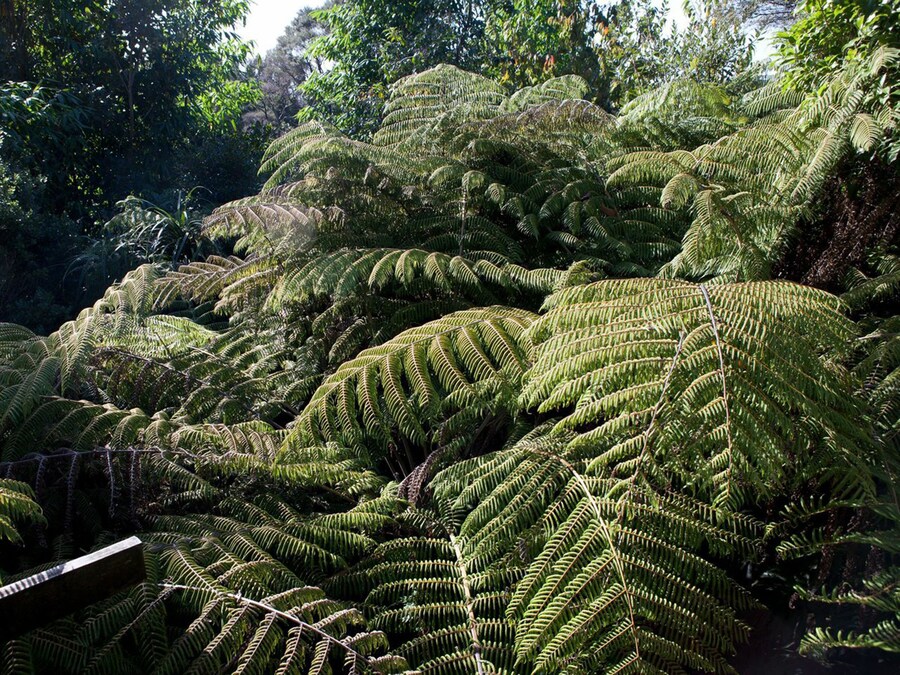 Mark Brown and Fairhead, Orr-Walker House, 1965