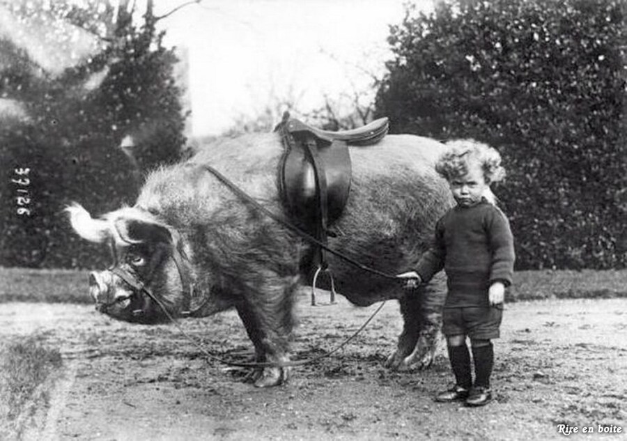 Pig rider, c. 1930s