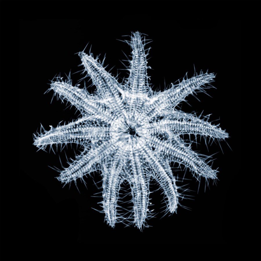Crown of Thorns Sea Star