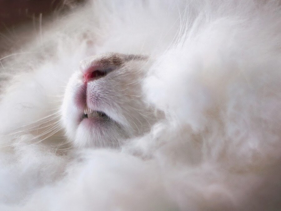 The World&#39;s Fluffiest Rabbit