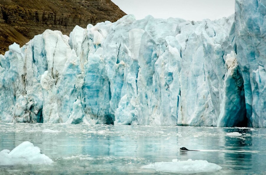 A ringed seal in Croker Bay 