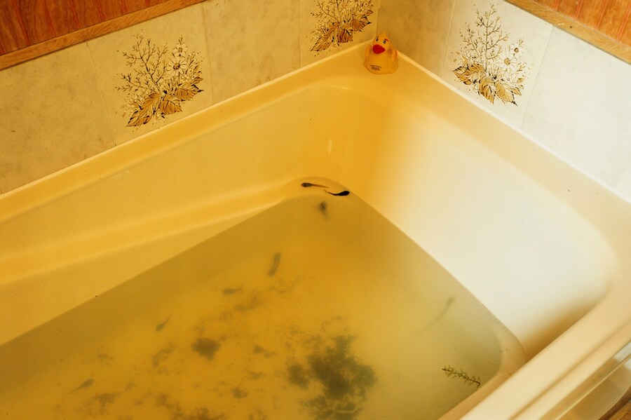 Tadpoles, Big Horn, Wyoming