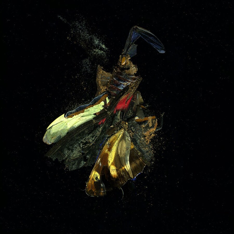Insecticide, 2009, by Mat Collishaw