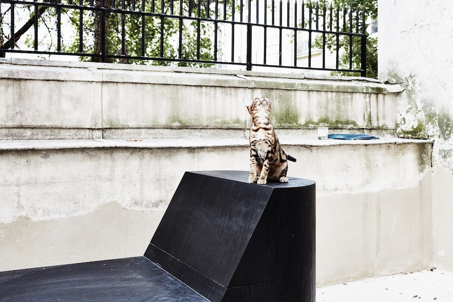 GAIA THE BENGAL CAT ON PRONG BENCH FROM FURNITURE COLLECTION
