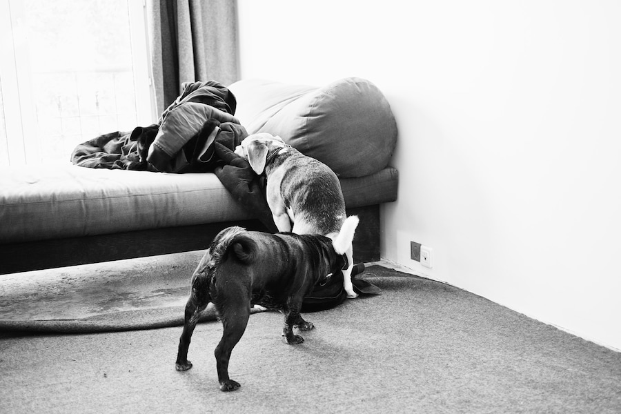 HECKIE THE DOG AND E.D. THE DOG IN RICK&#39;S DRESS