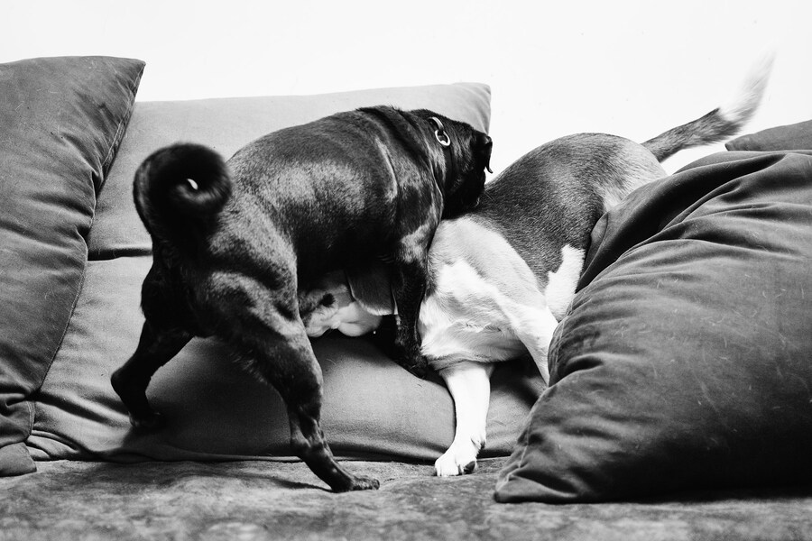 HECKIE THE DOG AND E.D. THE DOG IN SKYLIGHT ROOM