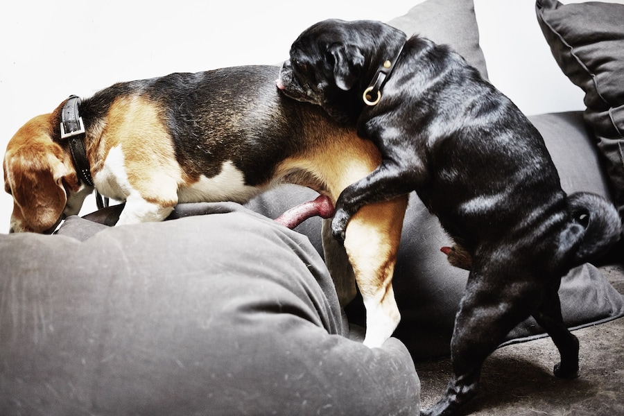 HECKIE THE DOG AND E.D. THE DOG IN SKYLIGHT ROOM