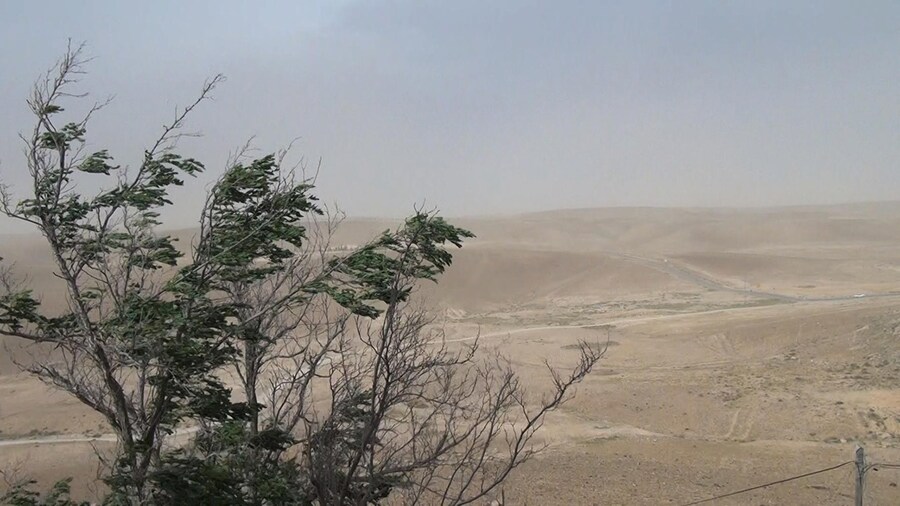 Chantal-Akerman_No-Home-Movie--tree