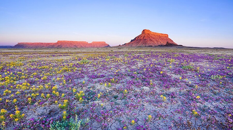 florecer_desierto_guy_tal_14