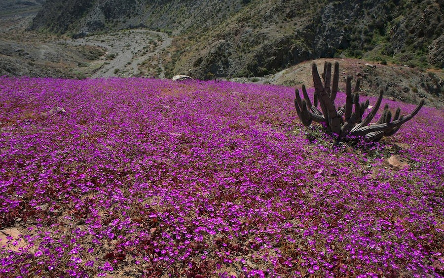 Flowers bloom on the desert in the Llano desert, C