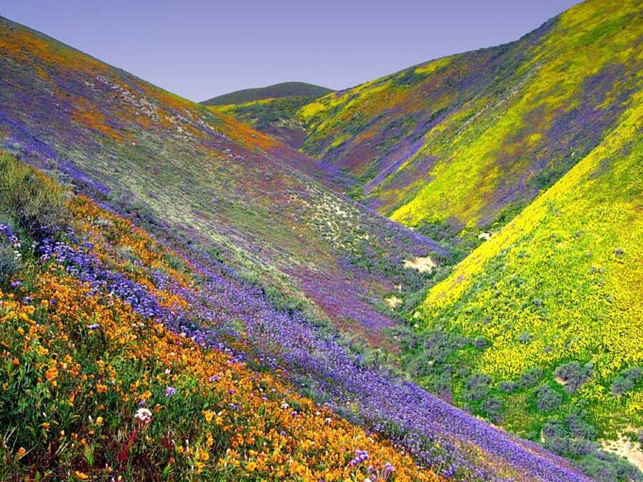 Wildflowers Death Valley