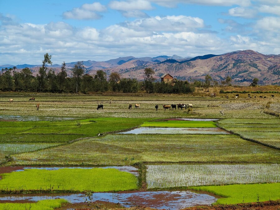 Madagascar 