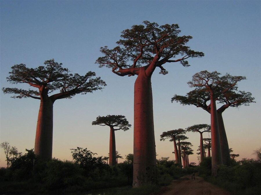 Baobab trees, Madagascar