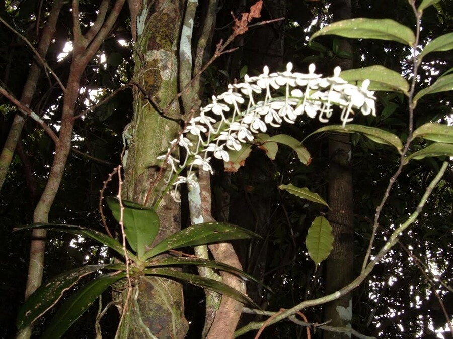 Invasive Species 