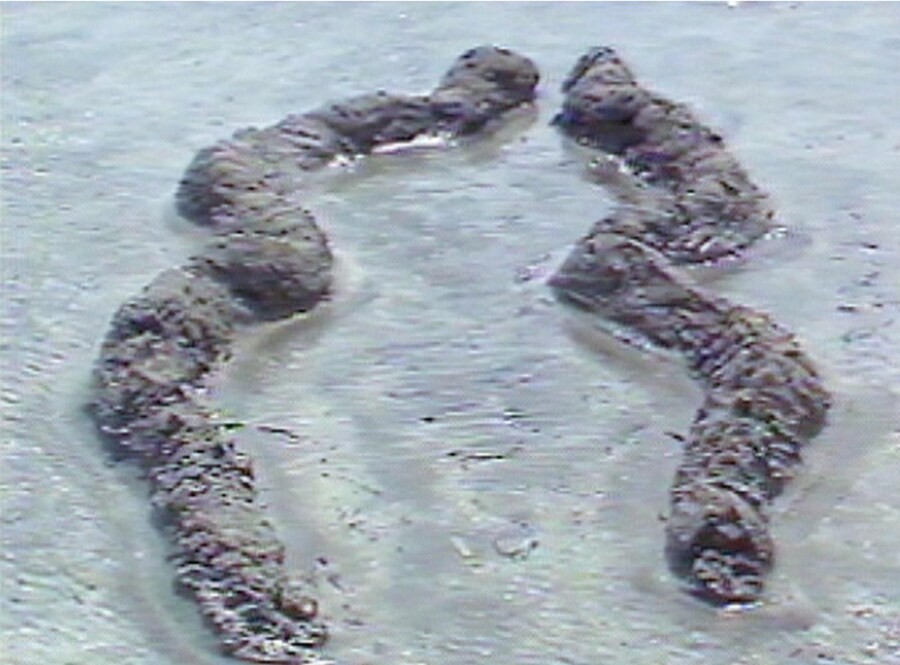 08_Mendieta_300dpi_10inch