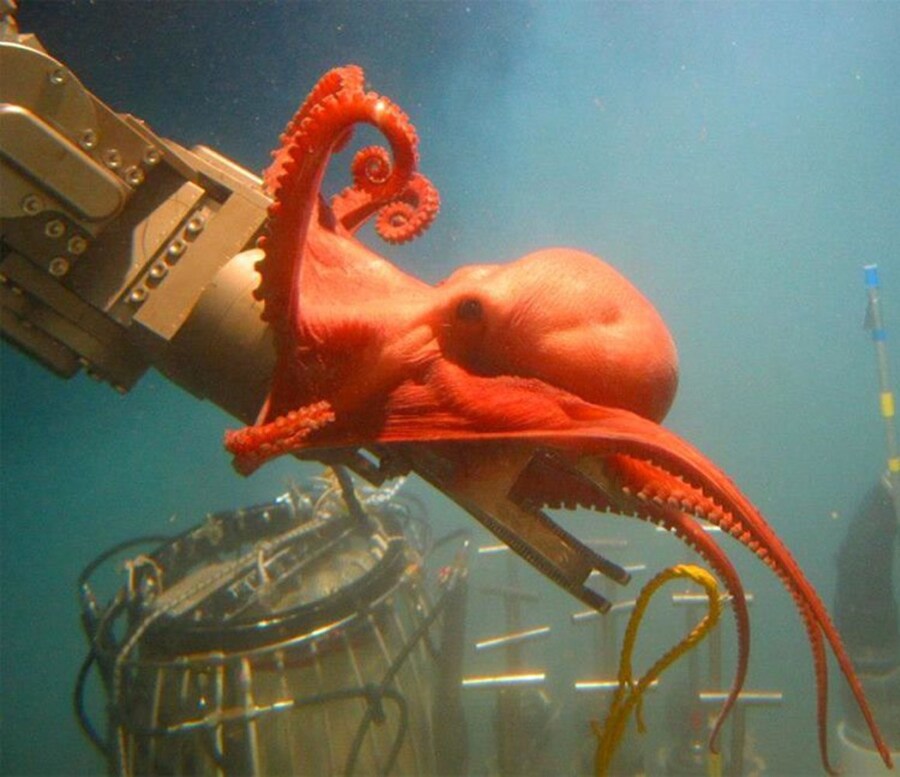 Alvin the Deep Sea Submersible is Half a Century O