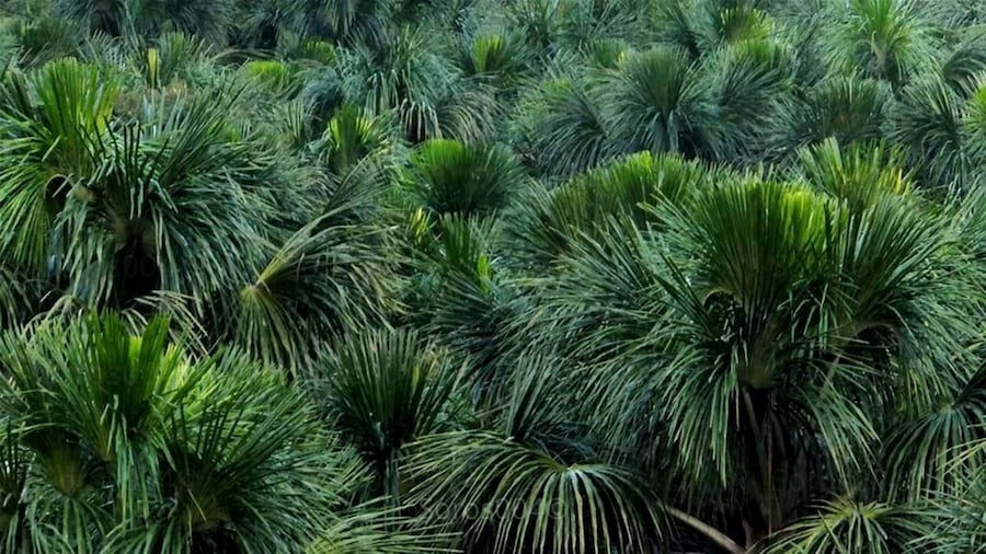 @Soros004 Moriche palms forest in the swamps of th