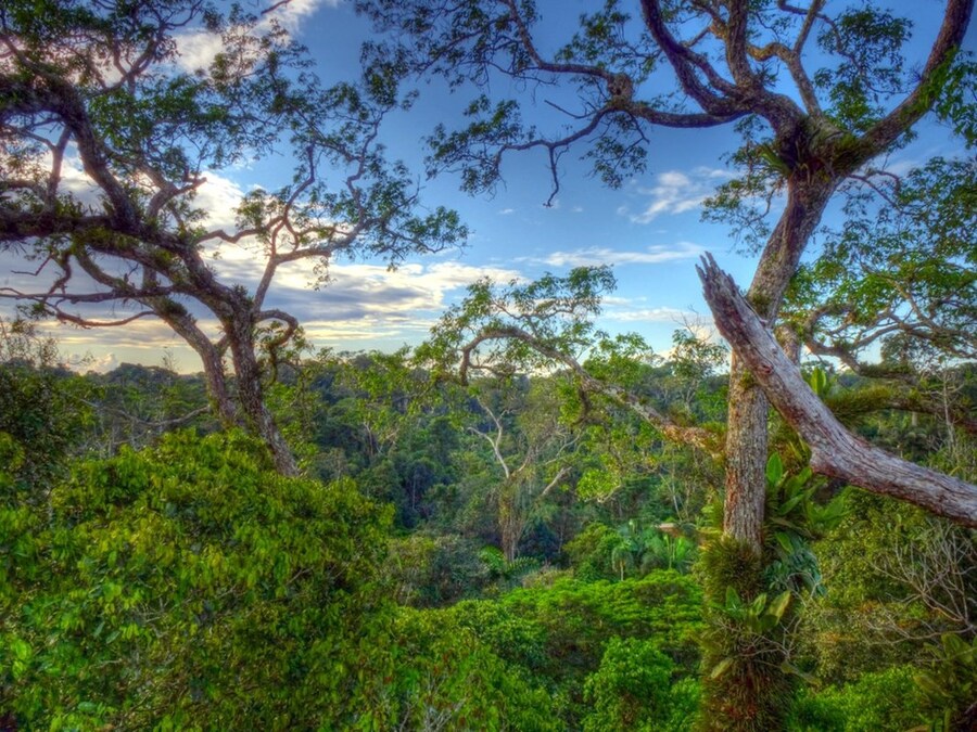 Canopy in Yasuni National Park Andreas Kay