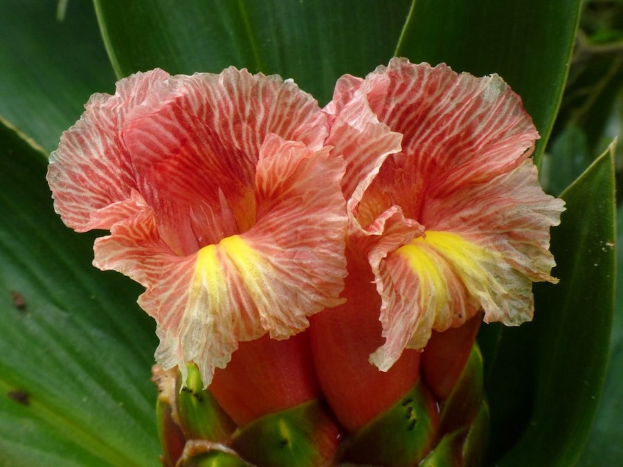 Costus sp., Costaceae