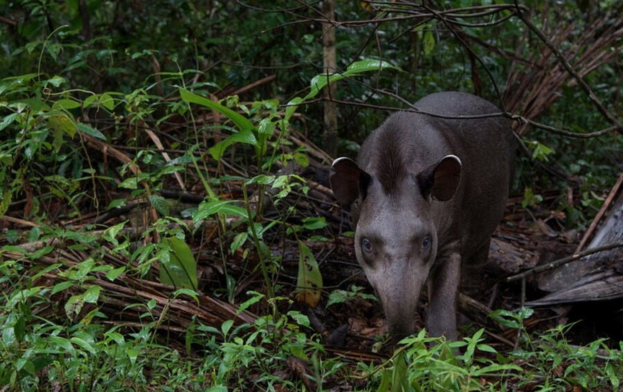 Geoff Gallice Brazilian tapir Yasuni Scientific Re