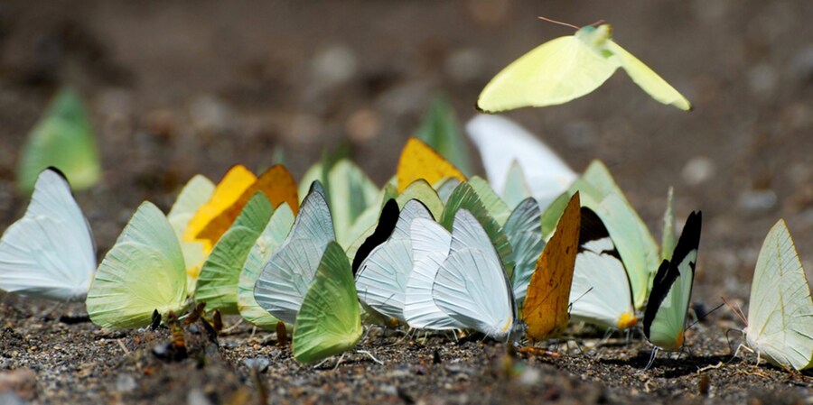 Geoff Gallice puddling butterflies