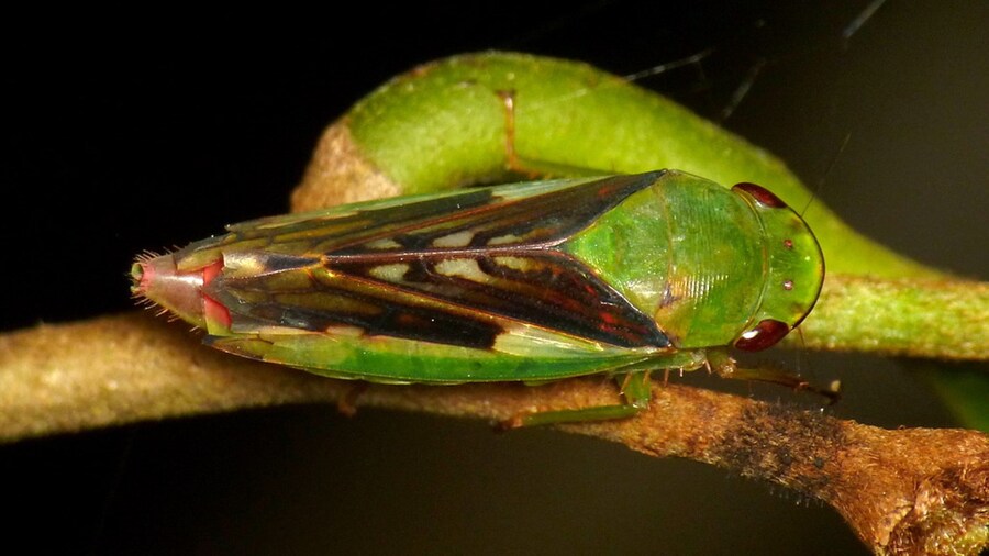 Leafhopper from Yasuni National Park Andreas Kay