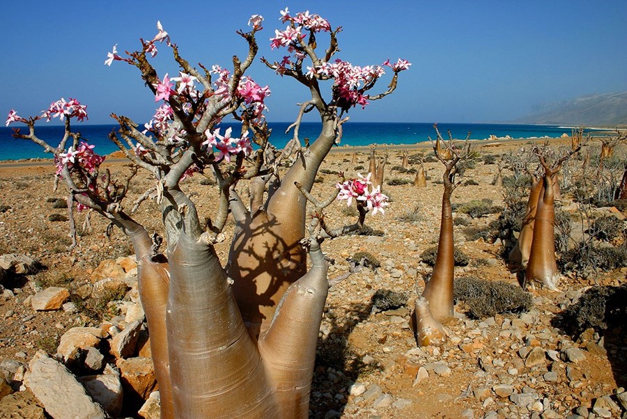 Socotra, Yemen