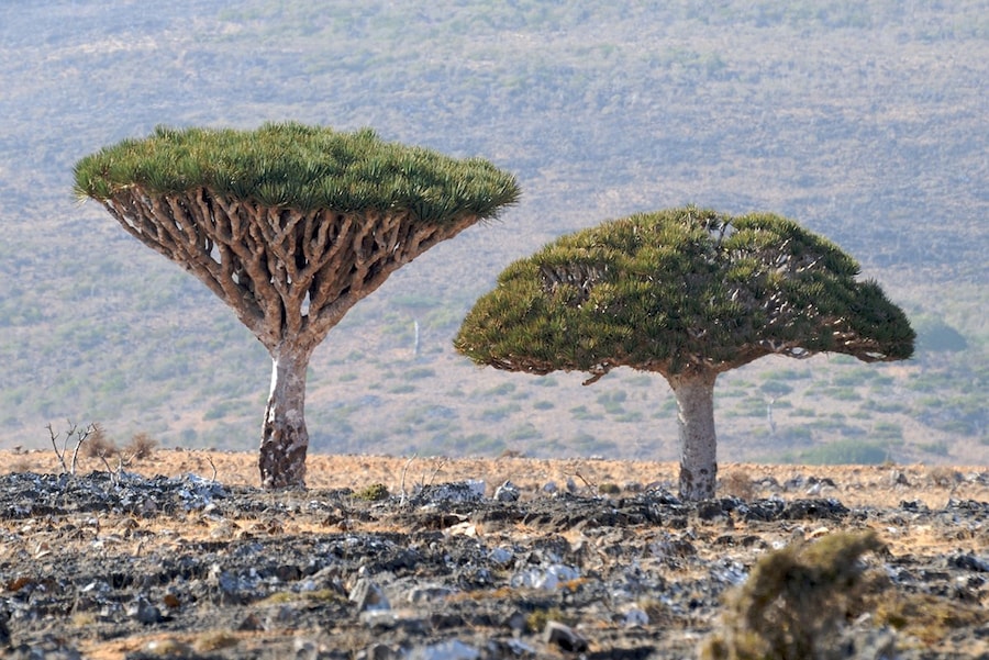 Socotra, Yemen 