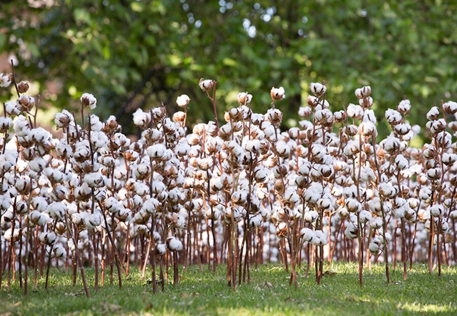 Rebecca_Louise_Law_Cotton_Field_04