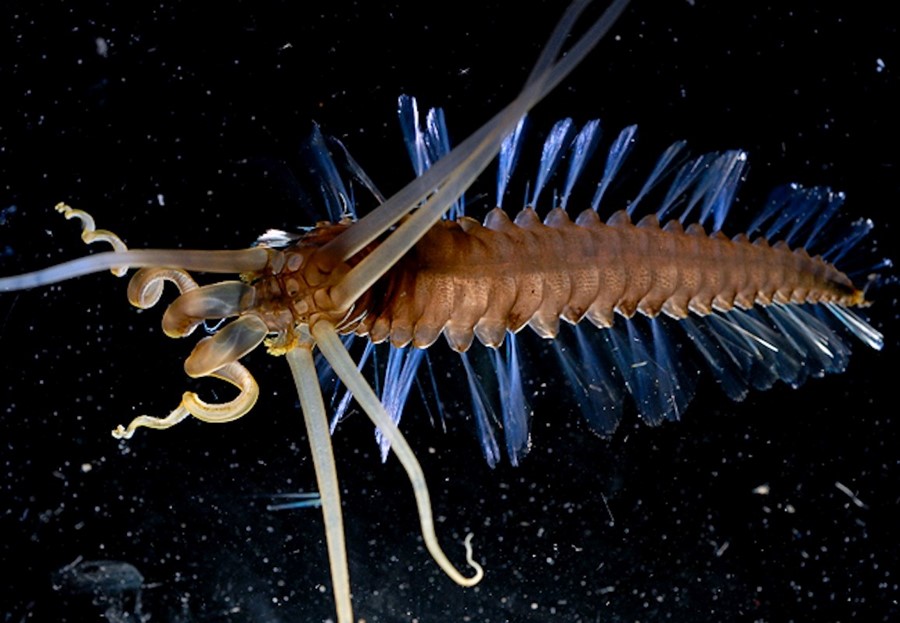 Strange ocean. Thereuopoda longicornis. Челленджер дип. Paratrechina longicornis.